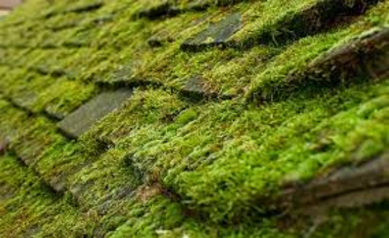 How to Remove Mold or Algae from a Metal Roof